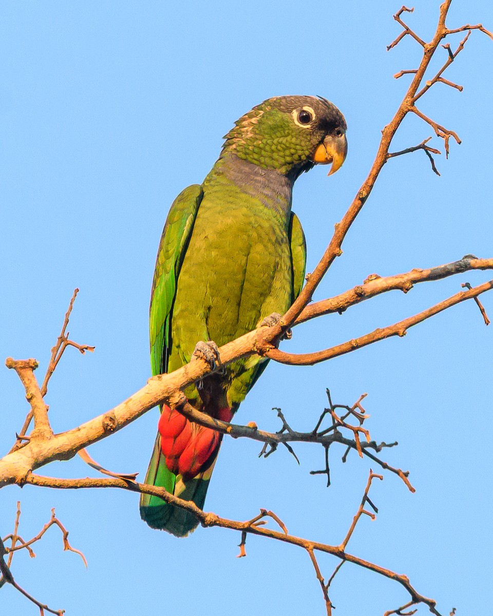 Loro Choclero - ML644414733