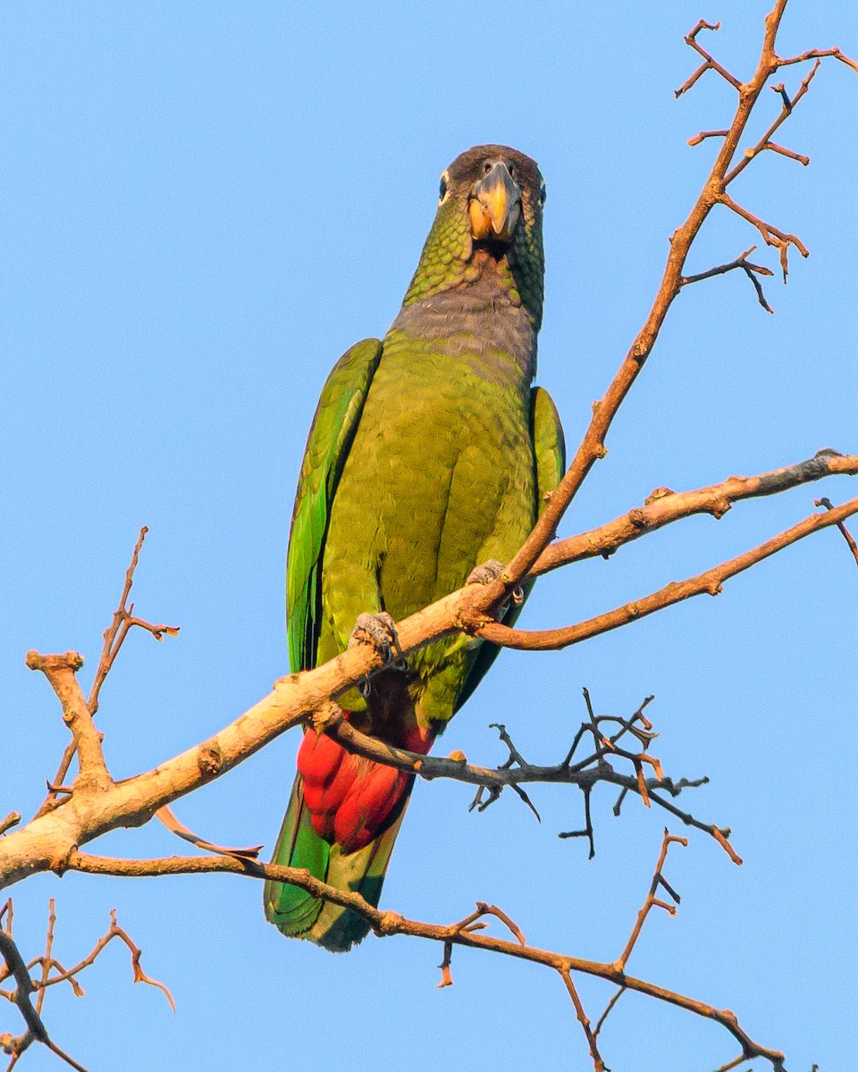 Loro Choclero - ML644414734