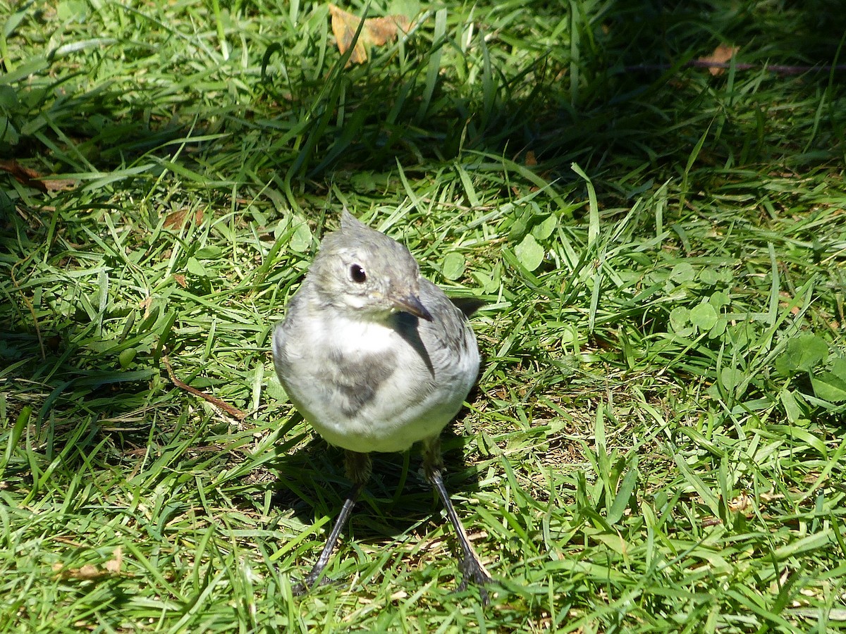 Buztanikara zuria - ML644414735