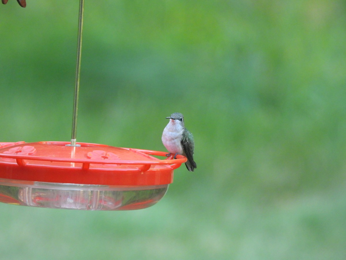 Ruby-throated Hummingbird - ML644414746