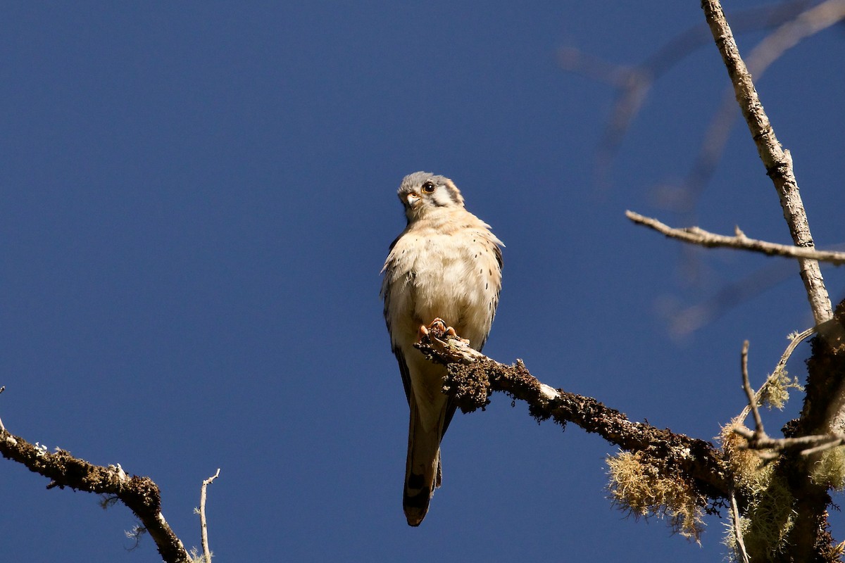 American Kestrel - ML644414751