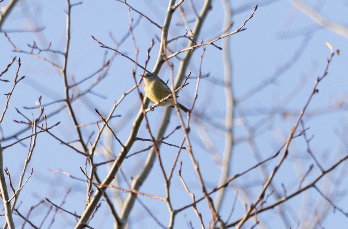 Orange-crowned Warbler - ML644414752