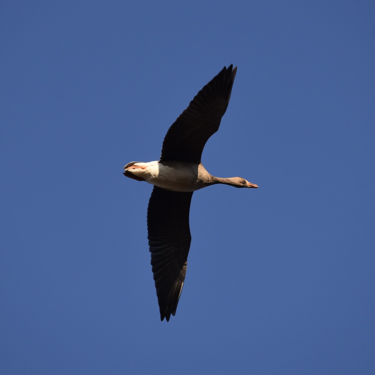 Greater White-fronted Goose - ML644414756