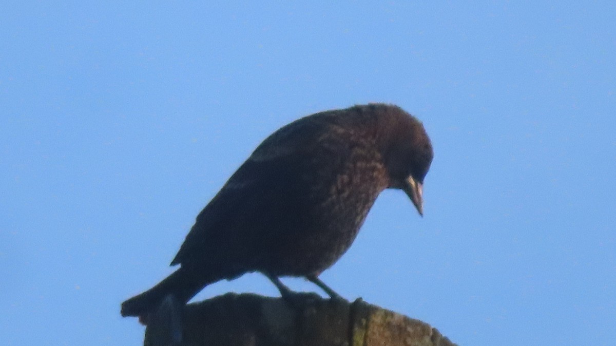 Al Kanatlı Karatavuk - ML644414770