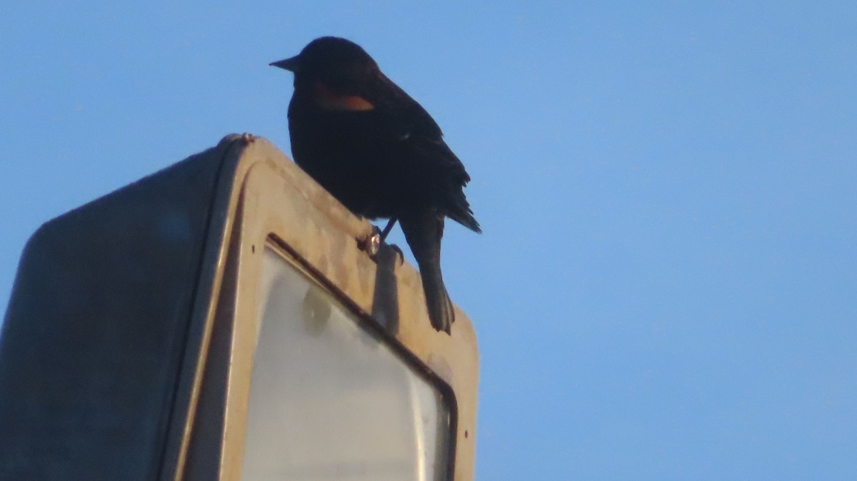 Al Kanatlı Karatavuk - ML644414776