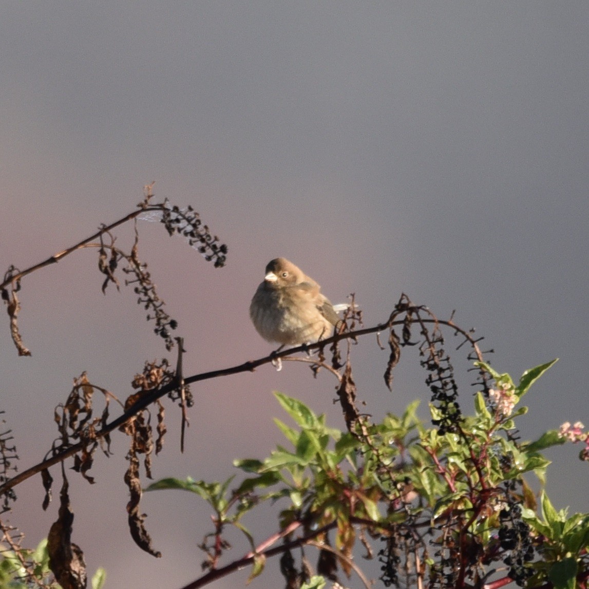 Indigo Bunting - ML644414781