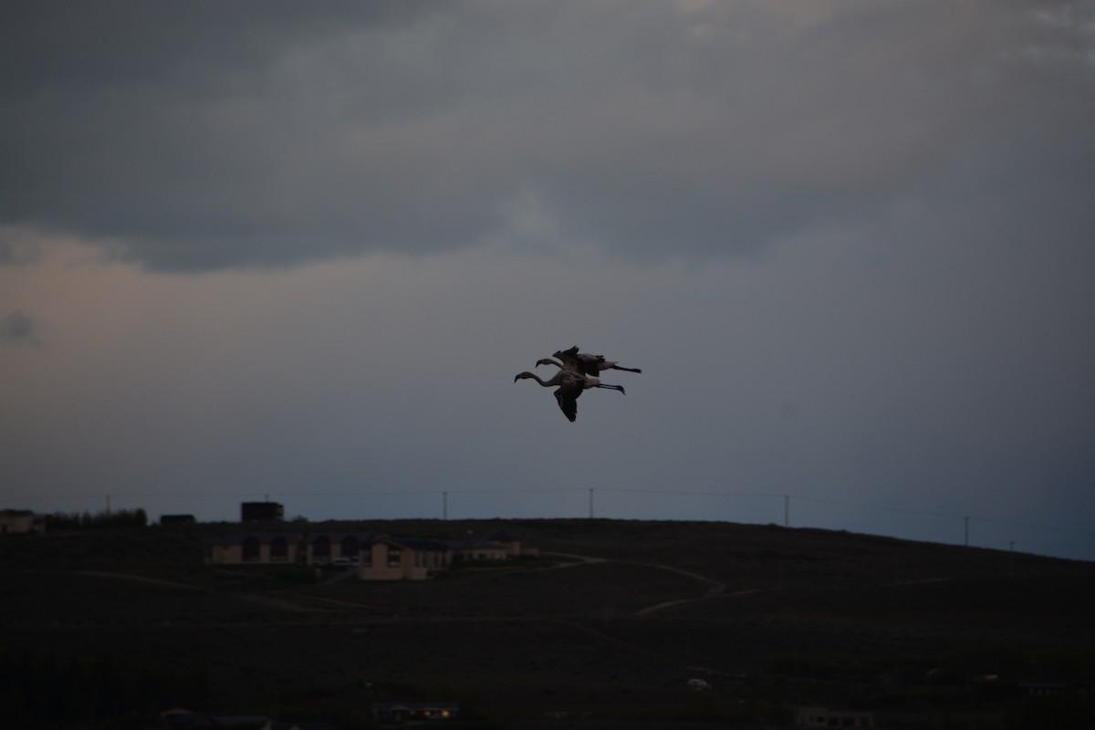 Chilean Flamingo - ML644414790