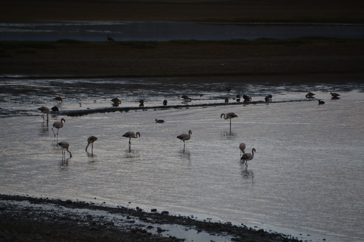 Chilean Flamingo - ML644414795