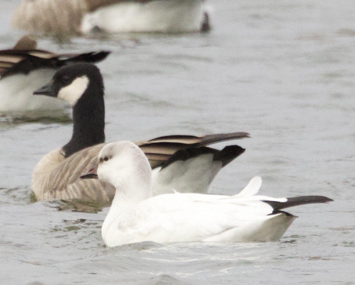 Ross's Goose - ML644414809