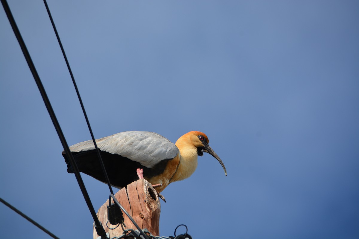 İbikli Sarıca Aynak - ML644414822