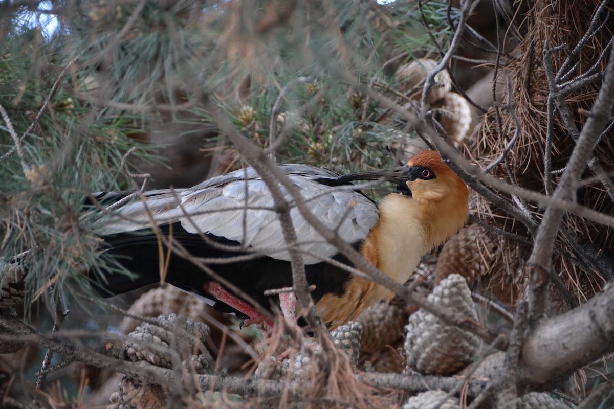 İbikli Sarıca Aynak - ML644414824