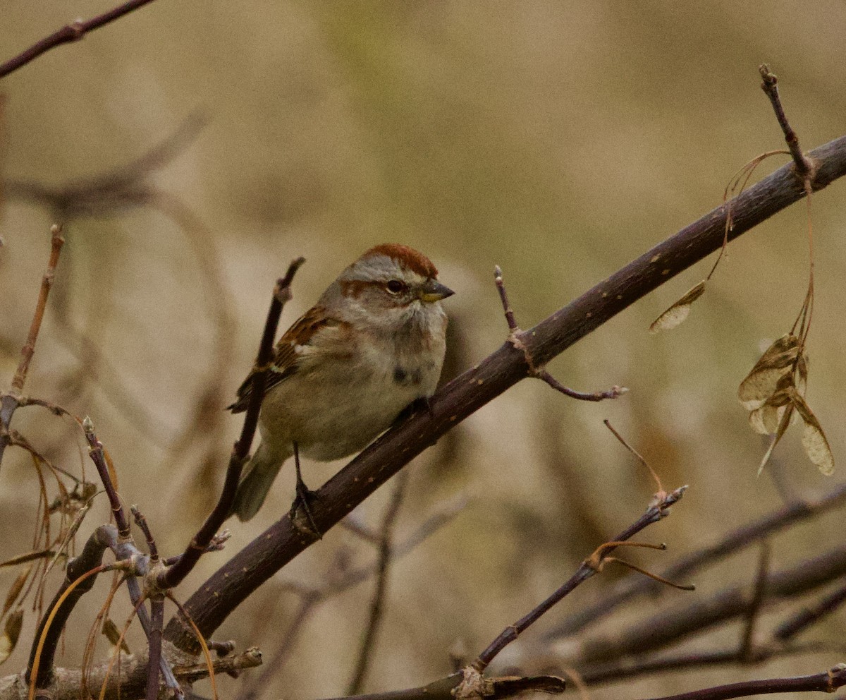 American Tree Sparrow - ML644414833