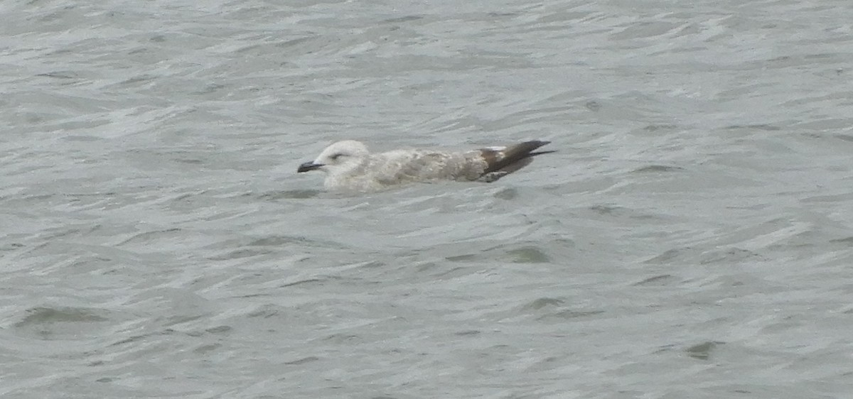 tanımsız Larus sp. - ML644414837