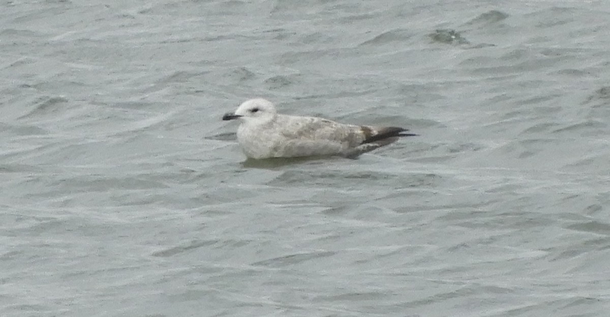 tanımsız Larus sp. - ML644414838