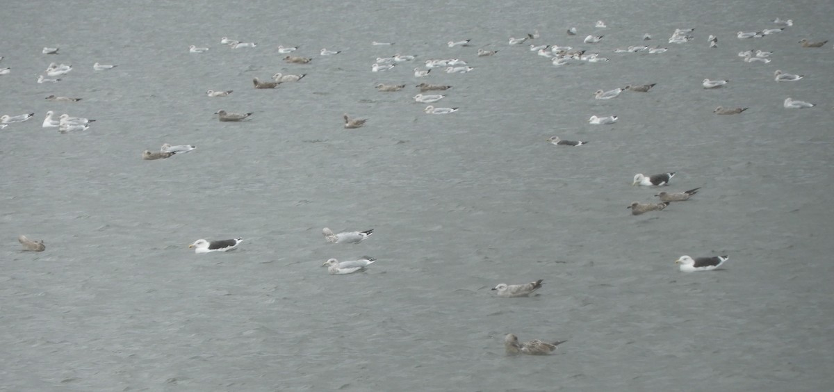 tanımsız Larus sp. - ML644414839