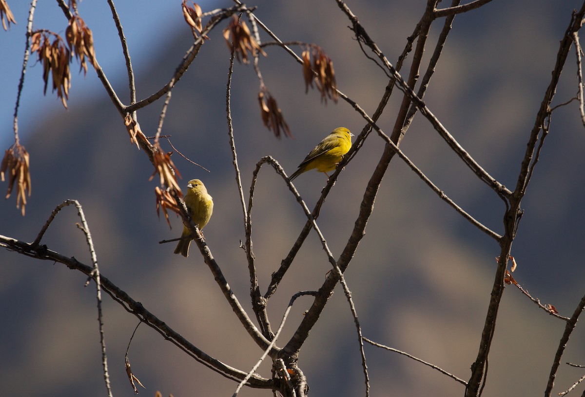 Посвірж оливковий - ML644414840