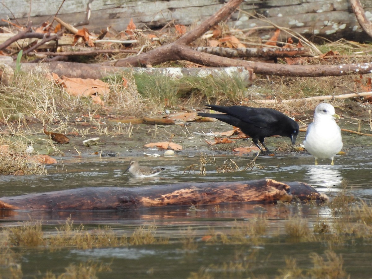 American Crow - ML644414842