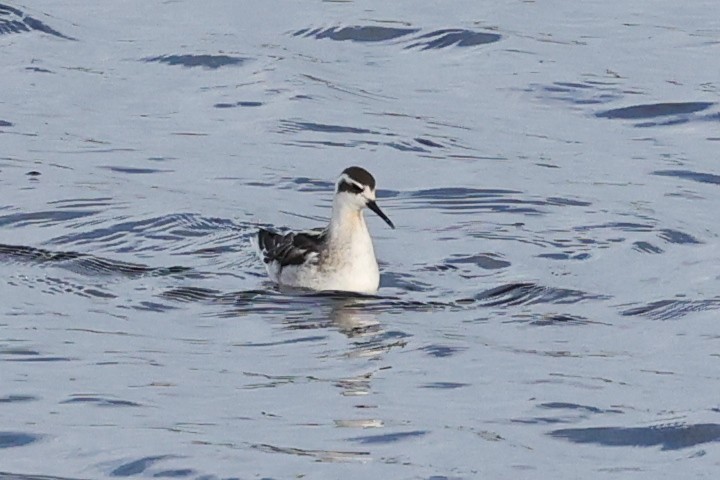 Плавунець круглодзьобий - ML644414845