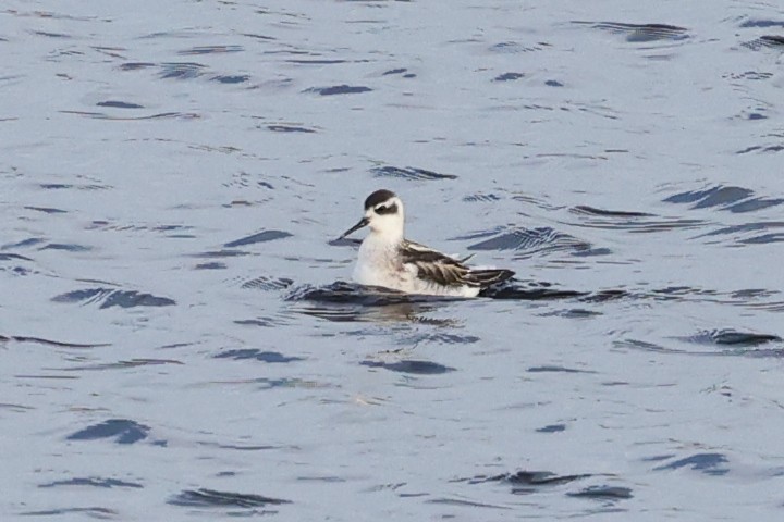 Плавунець круглодзьобий - ML644414846