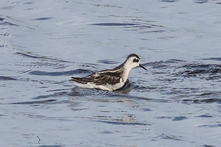 Плавунець круглодзьобий - ML644414847