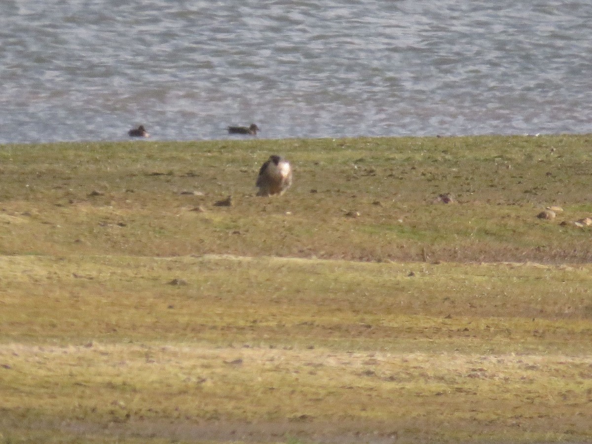 Peregrine Falcon - ML644414855