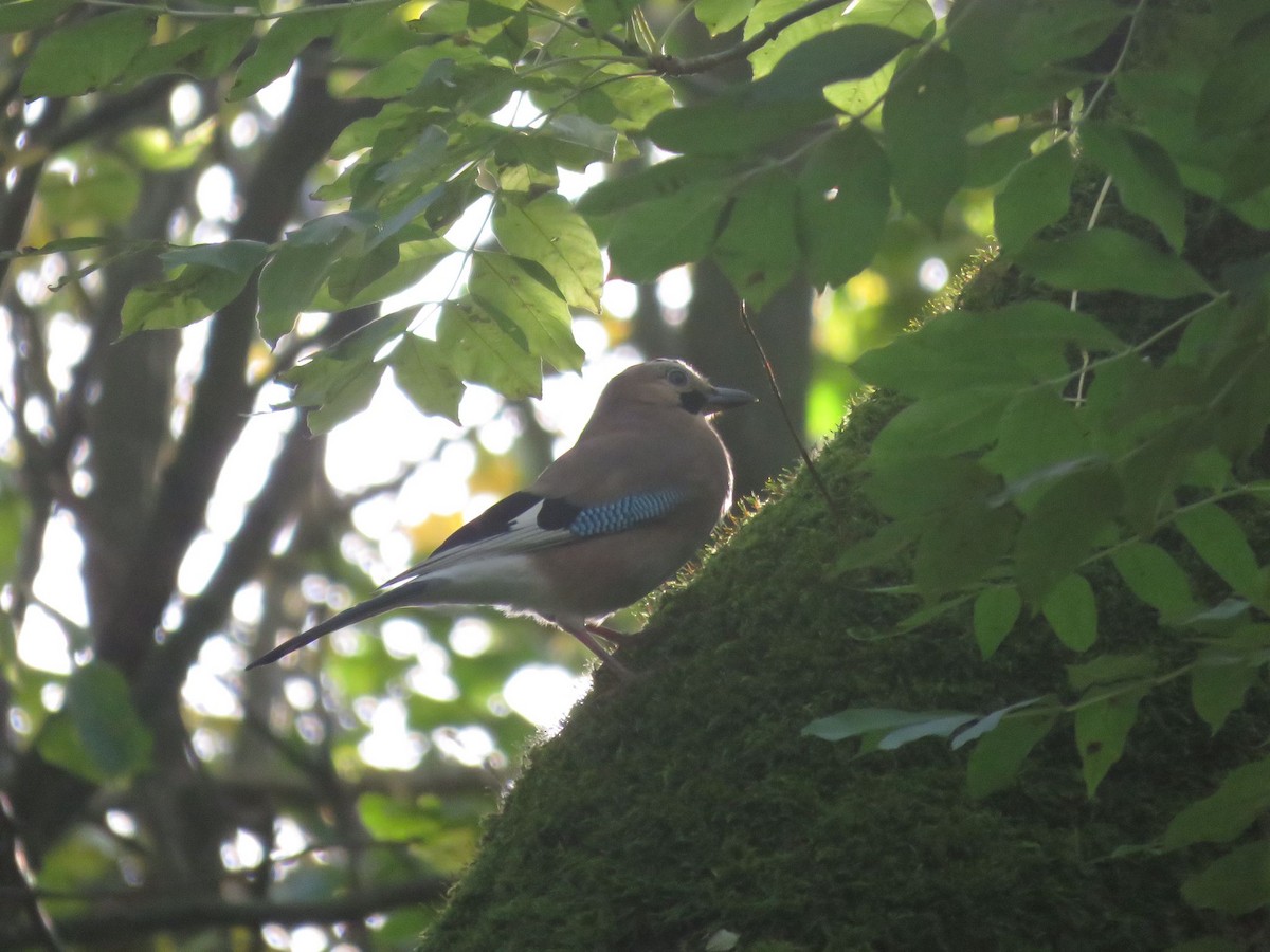 Eurasian Jay - ML644414862
