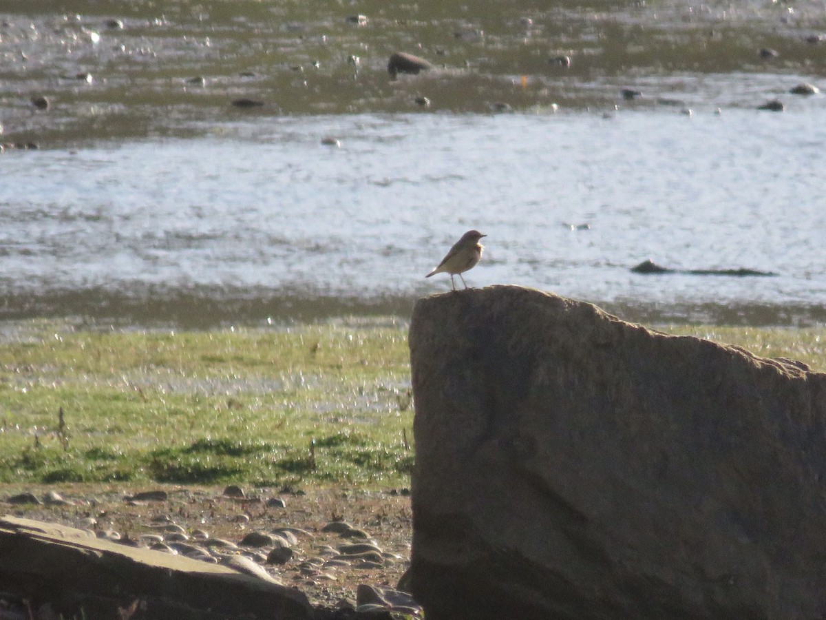 Northern Wheatear - ML644414867