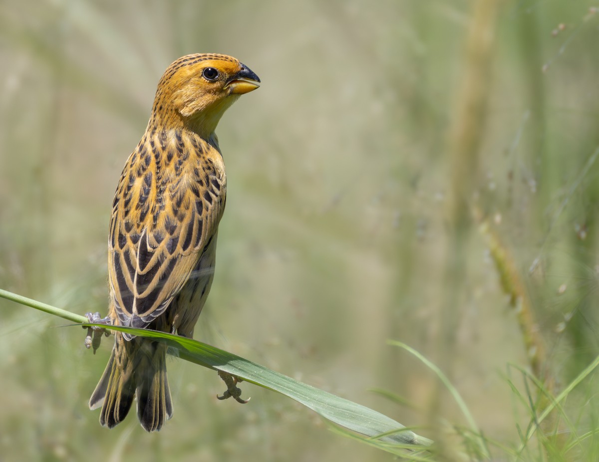 Parasitic Weaver - ML644414869