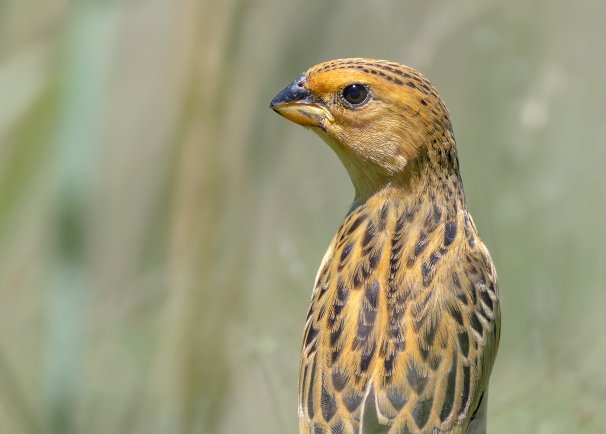 Parasitic Weaver - ML644414870