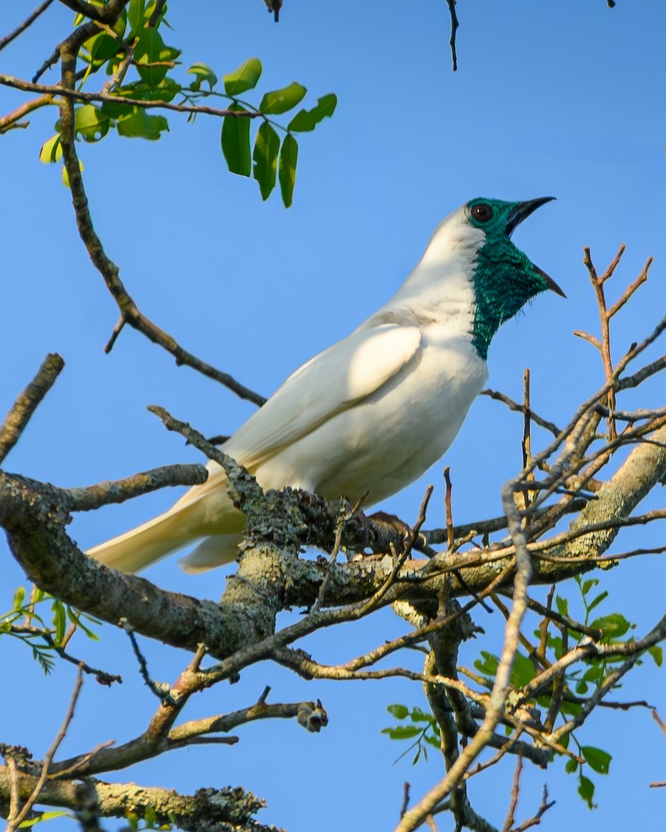 Арапонга голошия - ML644414885