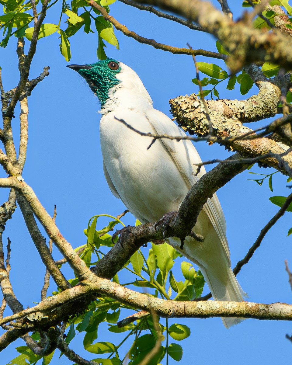 Арапонга голошия - ML644414886