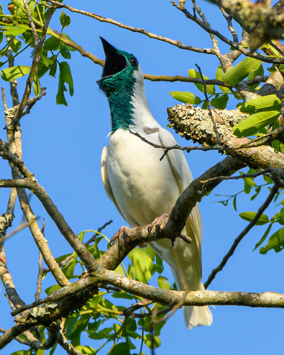 Арапонга голошия - ML644414887