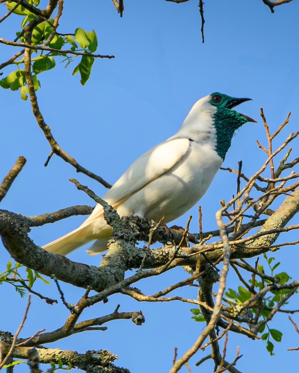 Арапонга голошия - ML644414888