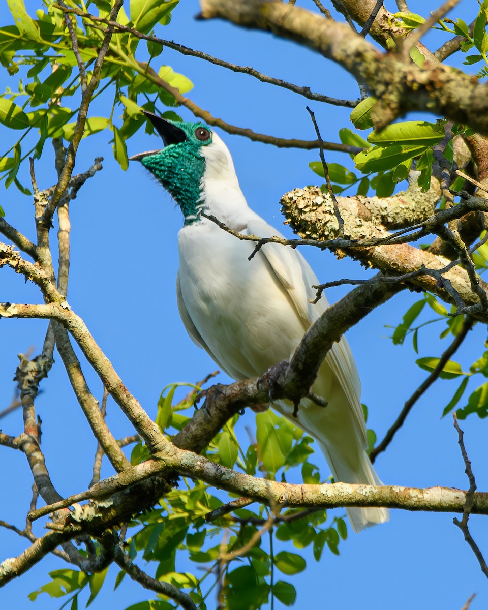 Арапонга голошия - ML644414889