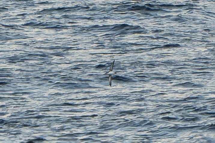 Puffin yelkouan - ML644414890