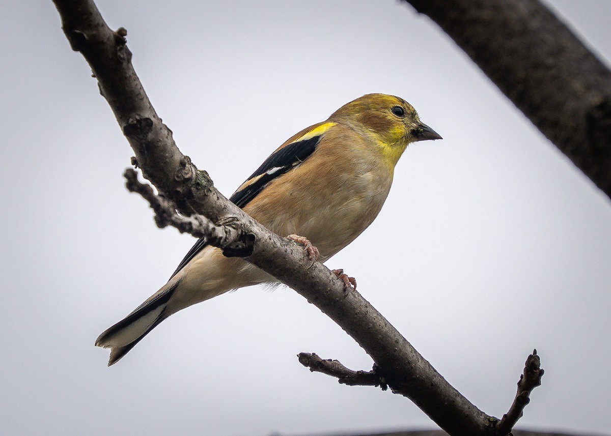 American Goldfinch - ML644414893