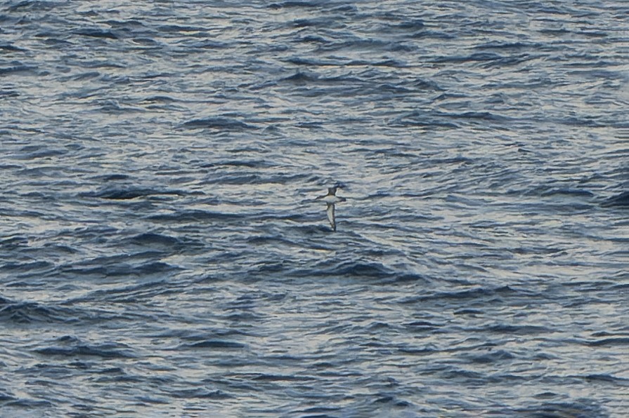 Puffin yelkouan - ML644414898