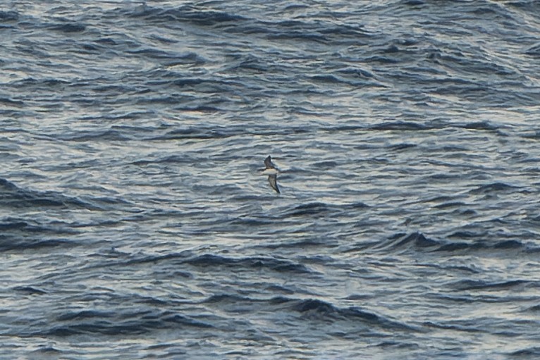 Puffin yelkouan - ML644414899