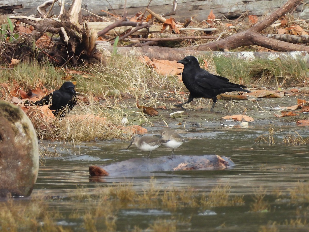 American Crow - ML644414905