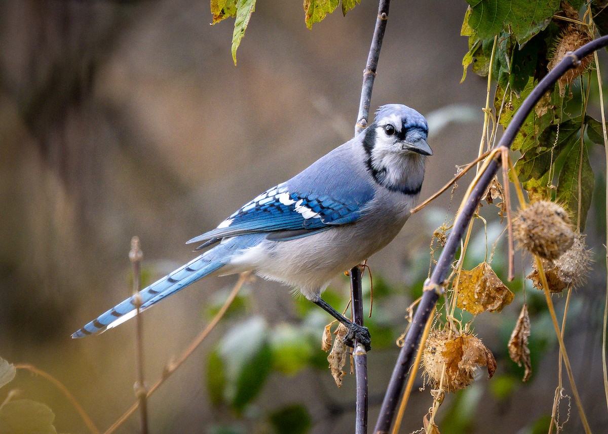 Blue Jay - ML644414906