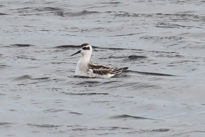 Плавунець круглодзьобий - ML644414910