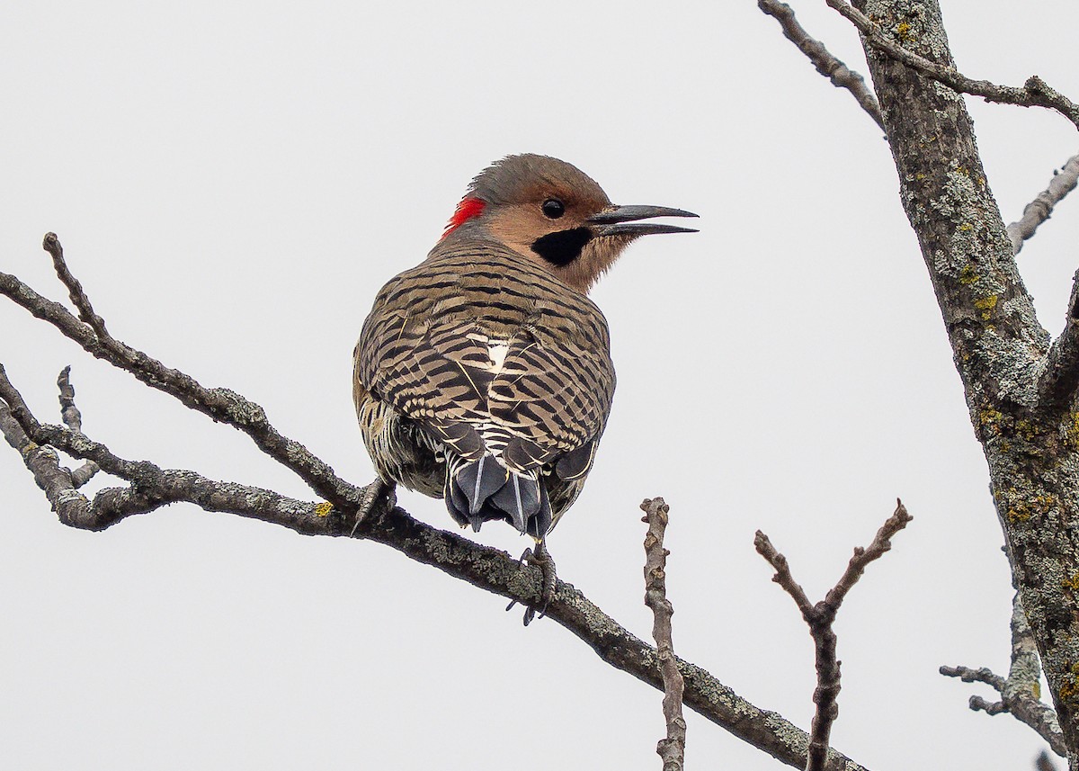 Northern Flicker - ML644414919