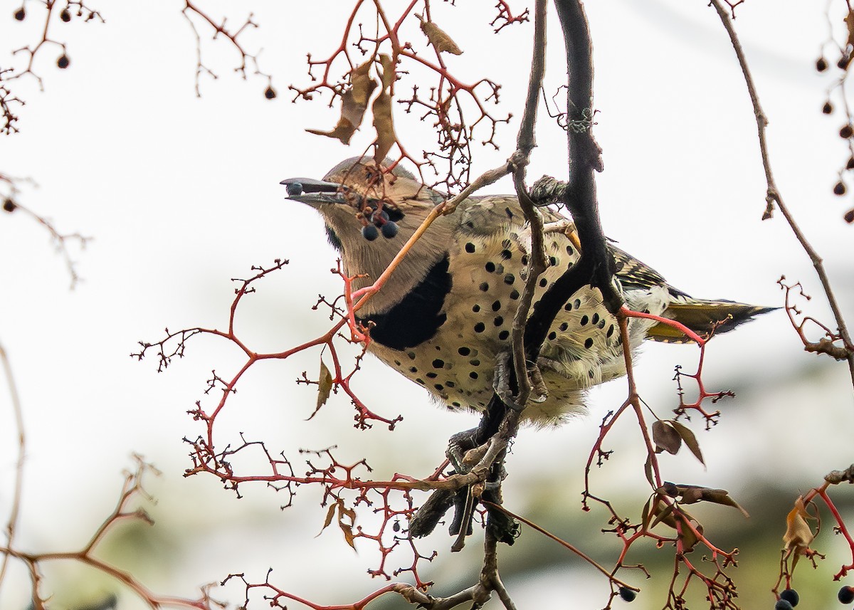 Northern Flicker - ML644414920
