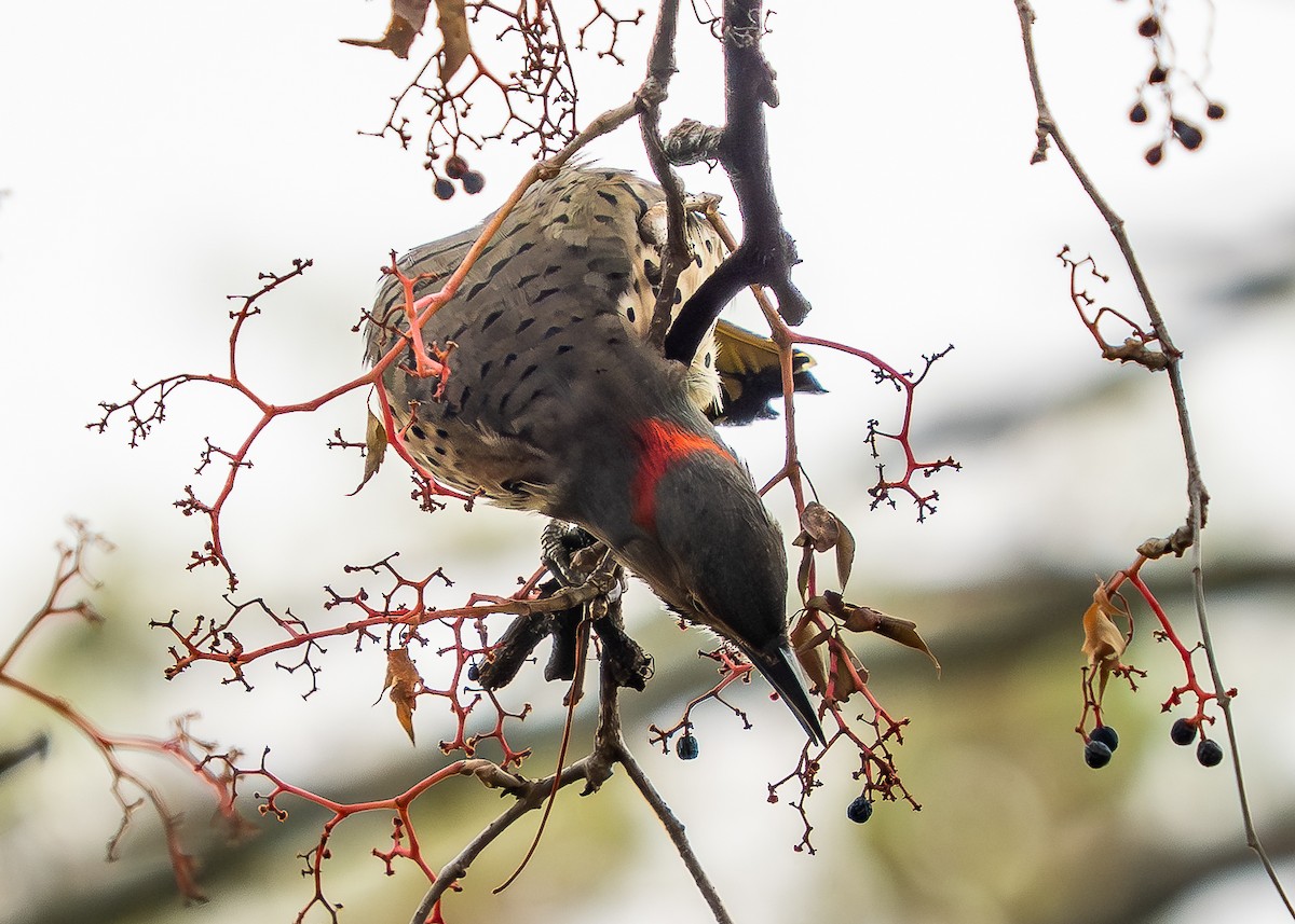 Northern Flicker - ML644414921