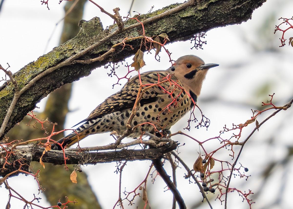 Northern Flicker - ML644414922
