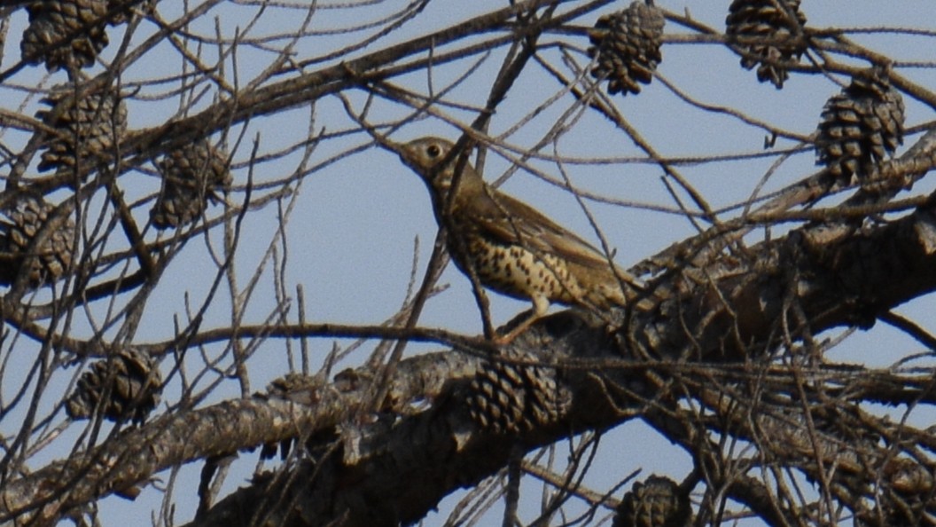 Mistle Thrush - ML644414925