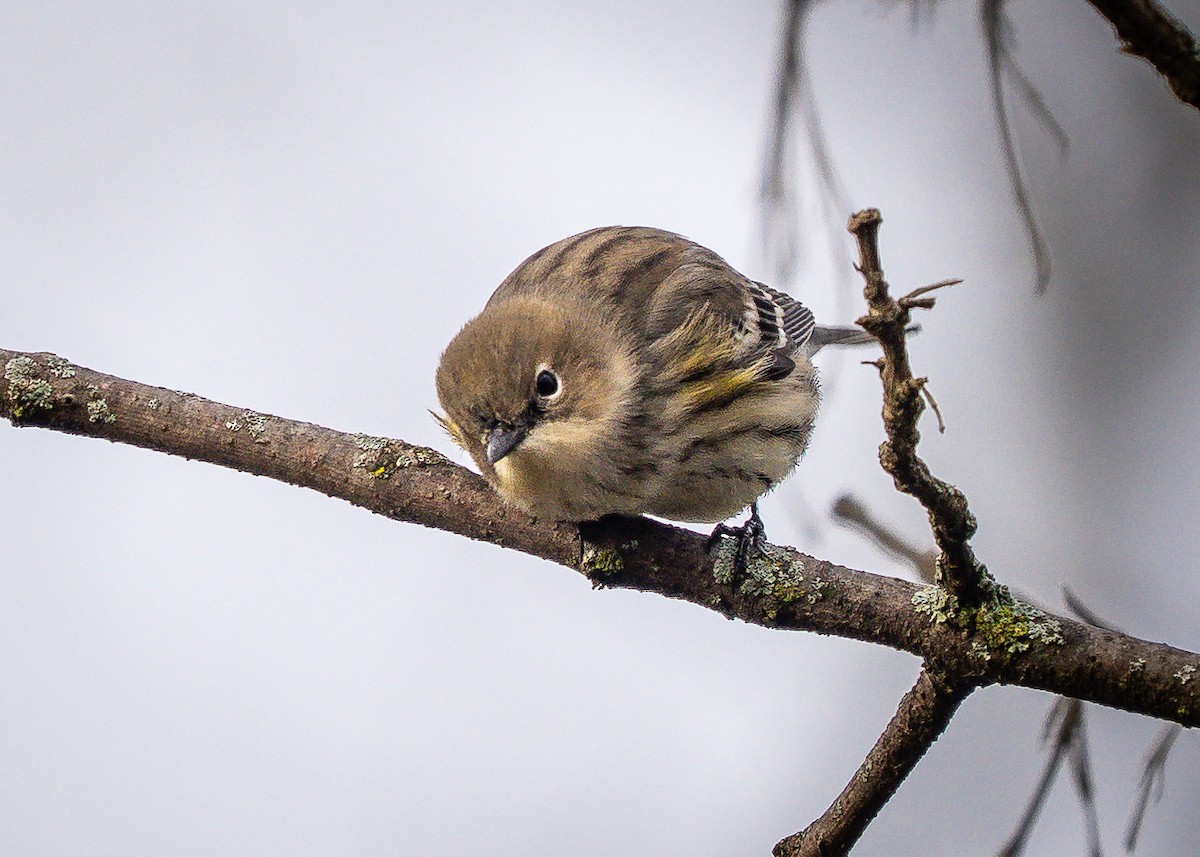 Yellow-rumped Warbler - ML644414933