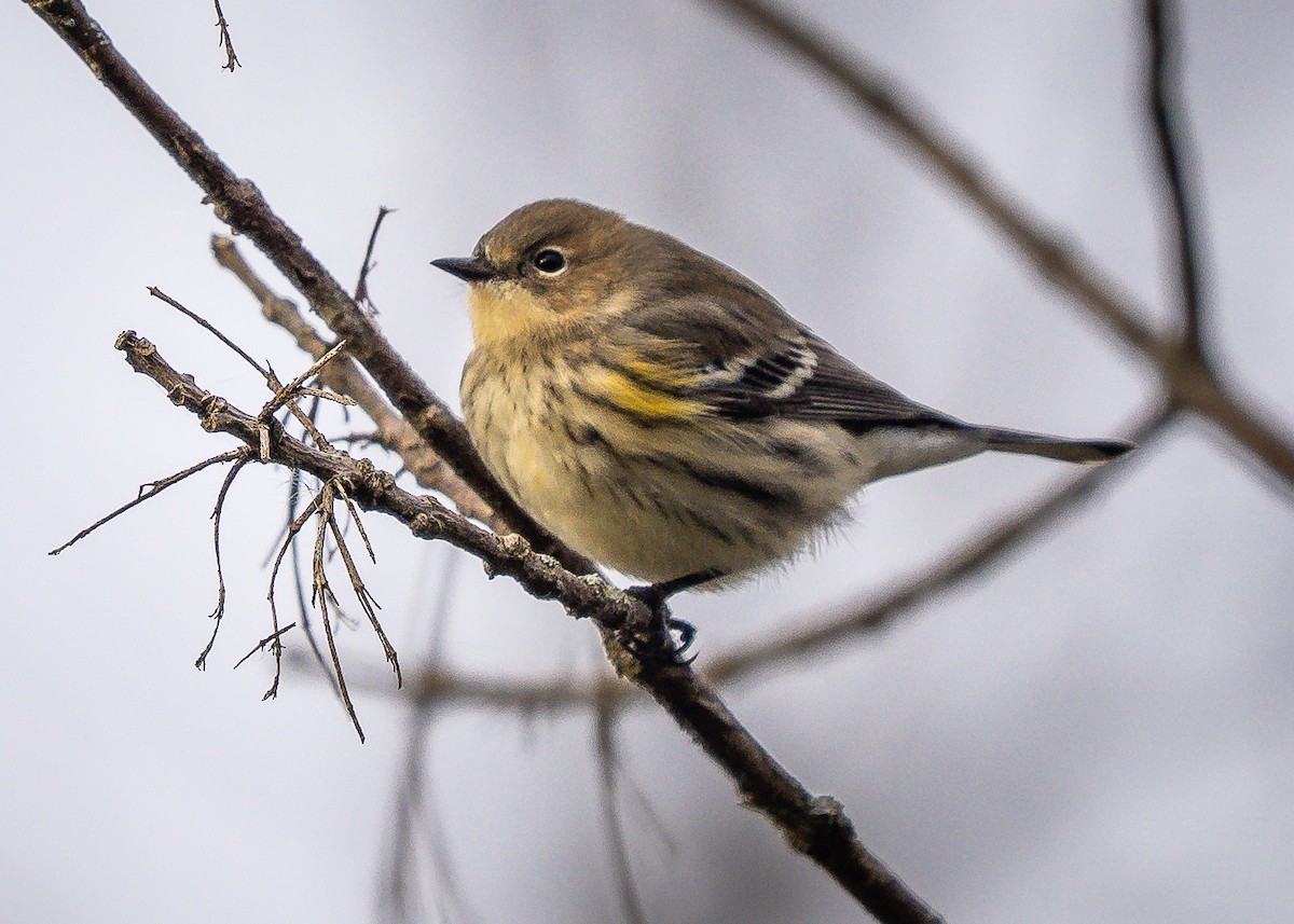 Yellow-rumped Warbler - ML644414934
