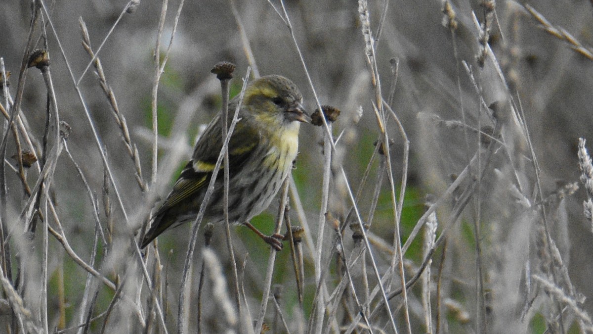 Eurasian Siskin - ML644414939