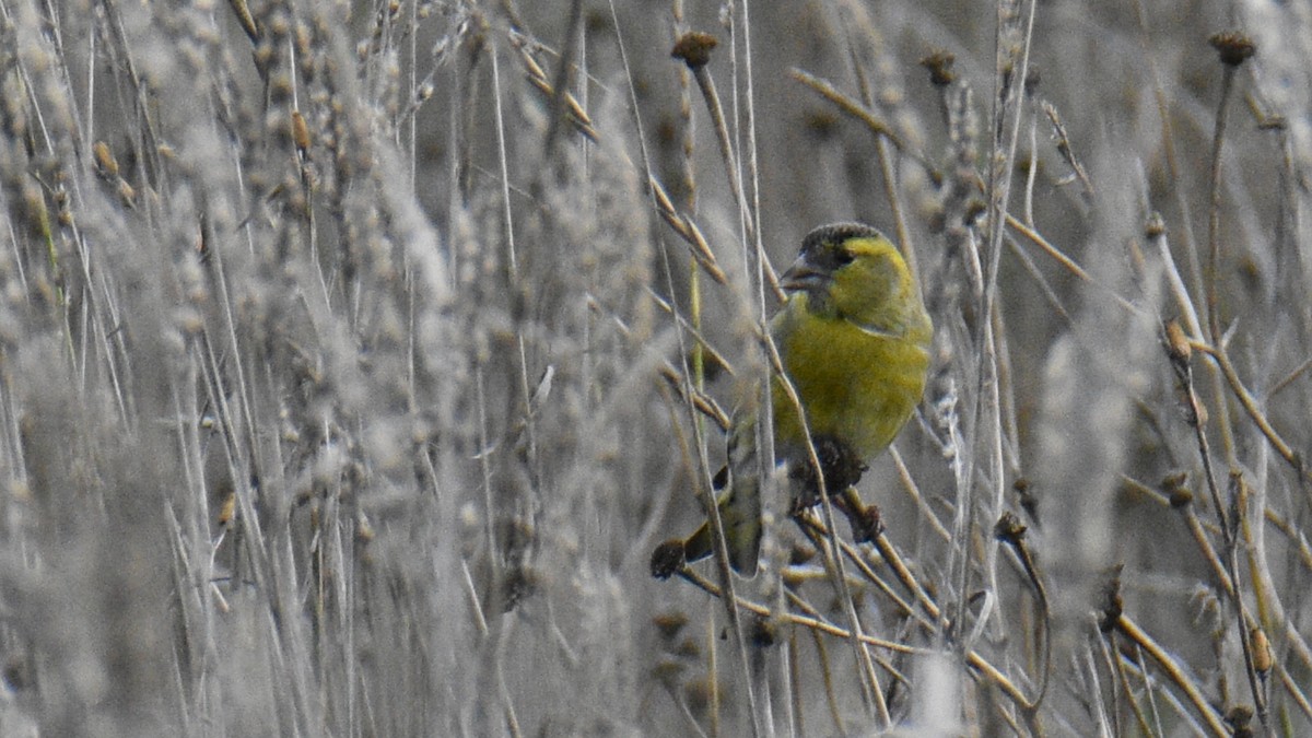 Eurasian Siskin - ML644414940